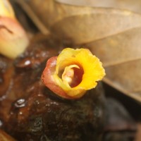 Meistera echinocarpa (Alston) Skornick. & M.F.Newman